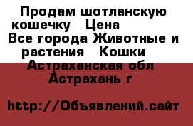 Продам шотланскую кошечку › Цена ­ 10 000 - Все города Животные и растения » Кошки   . Астраханская обл.,Астрахань г.